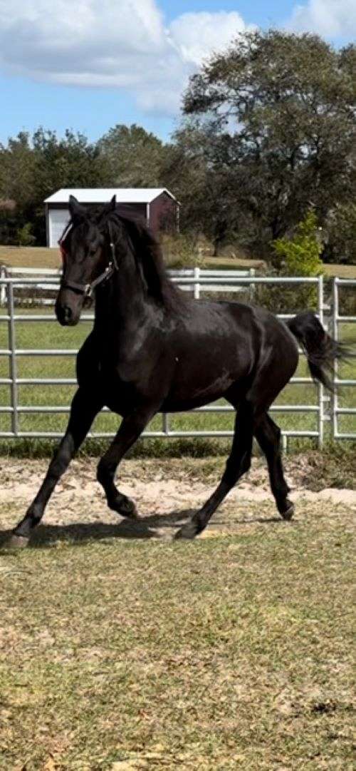 black-none-horse