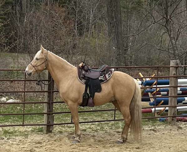 tennesse-gelding