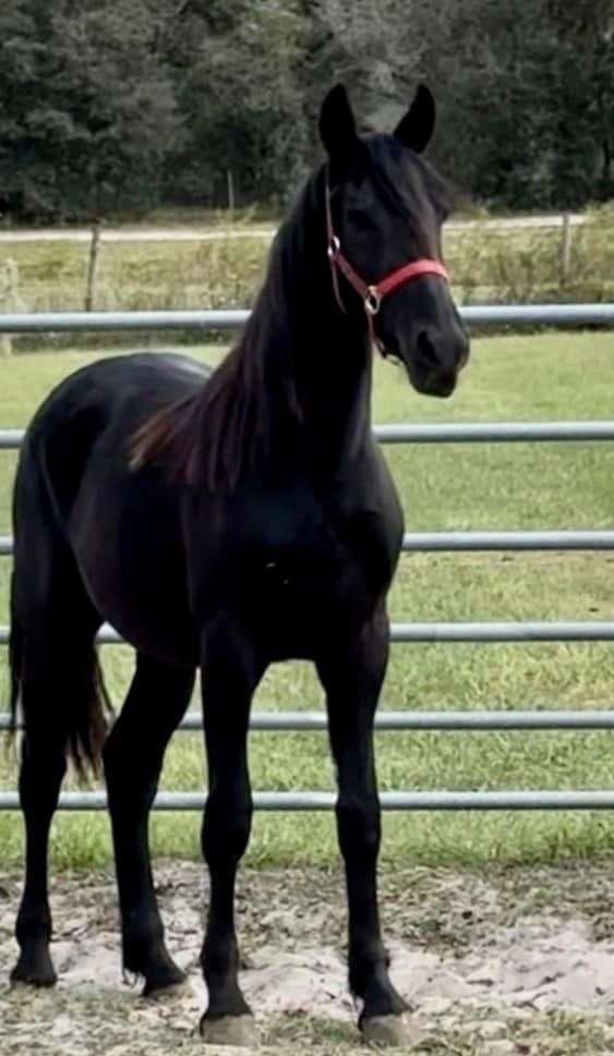 black-friesian-gelding