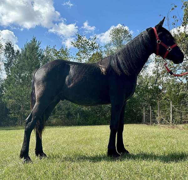 black-gelding-for-sale