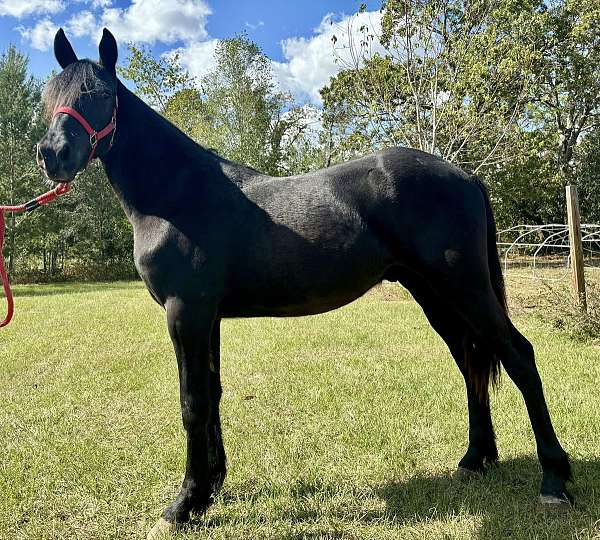 15-hand-friesian-gelding