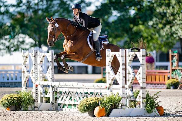 star-two-white-feet-horse