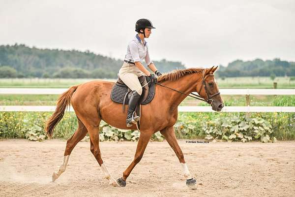 stripe-snip-3-white-socks-horse