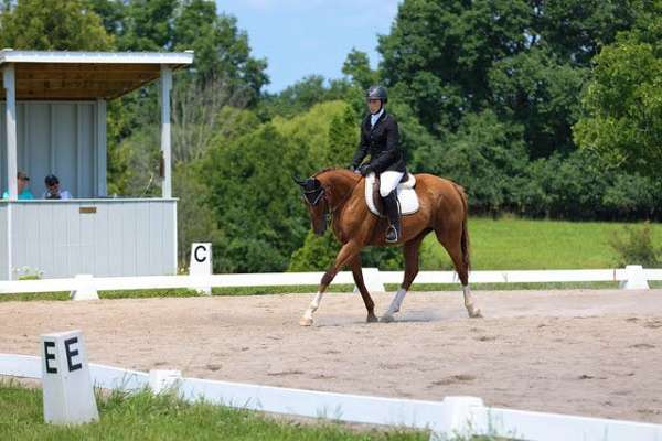 stripe-snip-3-white-socks-horse