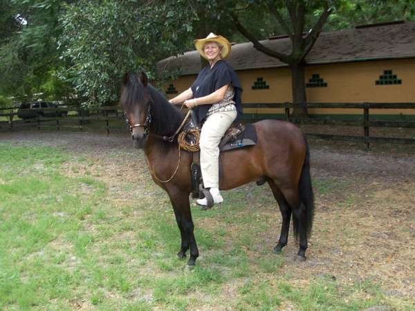 bay-with-black-mane-socks-horse