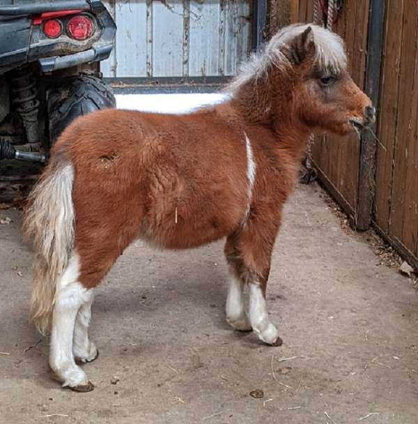 pinto-miniature-filly