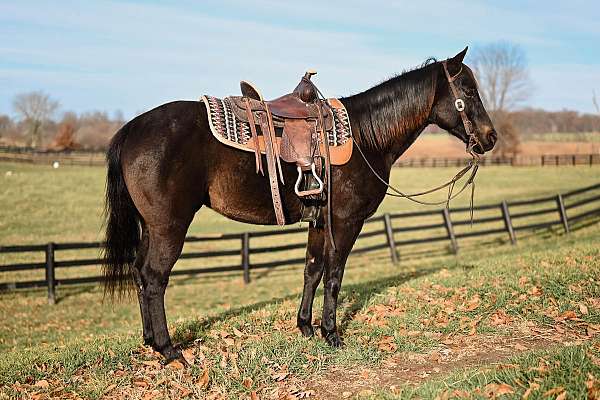 all-around-quarter-pony