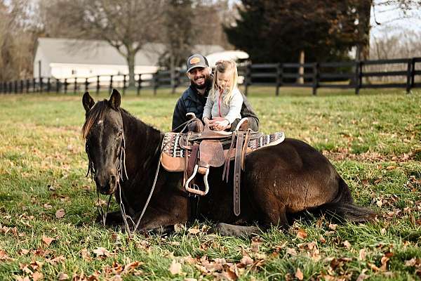 black-western-dressage-pony