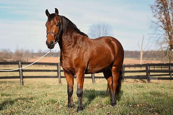 therapy-friesian-pony