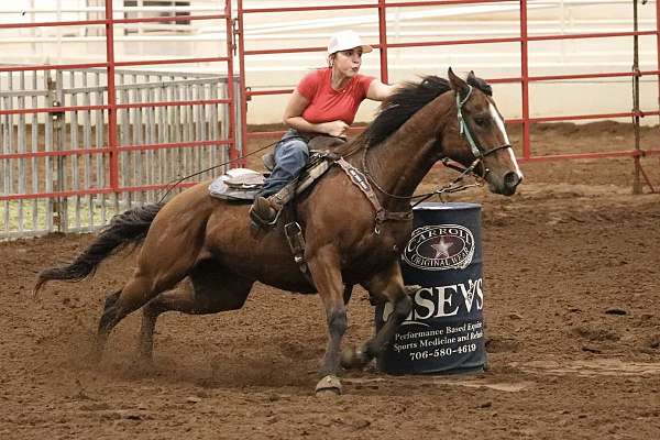 barrel-quarter-horse