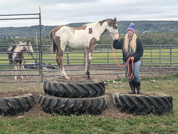 buckskin-overo-colt-for-sale