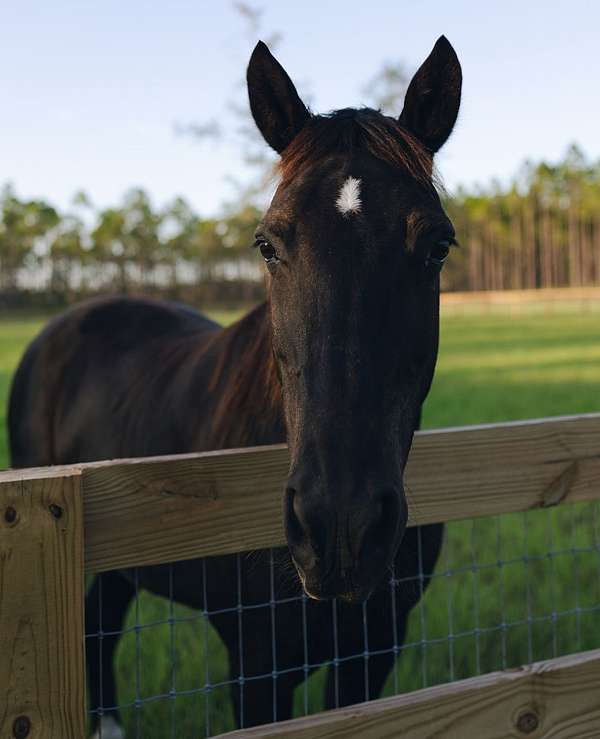 quarter-horse-mare