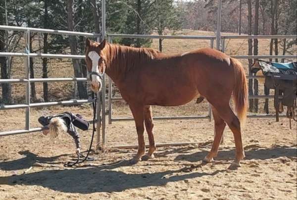 quarter-horse-gelding