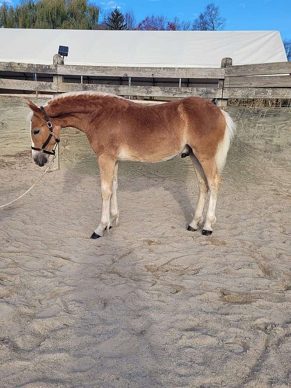 haflinger-colt