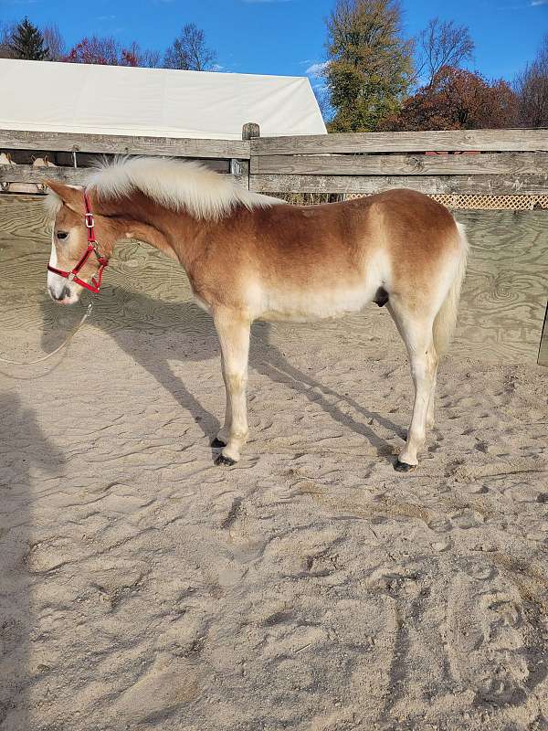 haflinger-colt-weanling