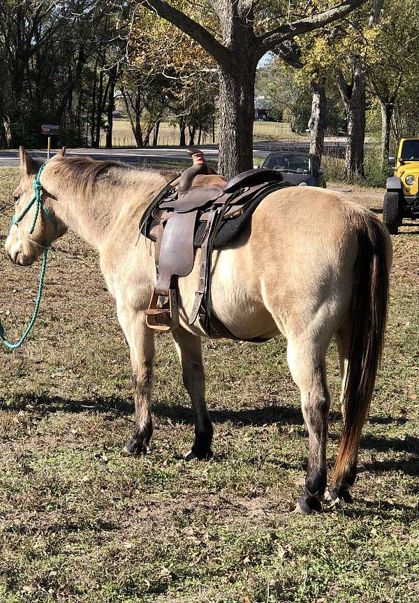 ladies-horse-gelding