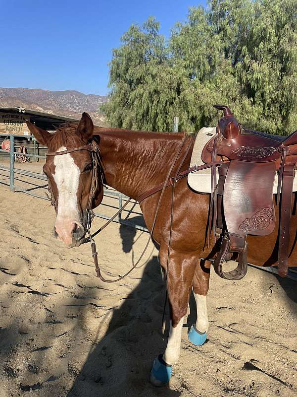 chestnut-blaze-four-white-stockings-horse