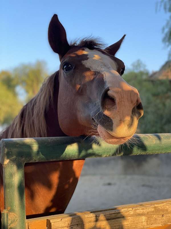 blaze-four-white-stockings-horse