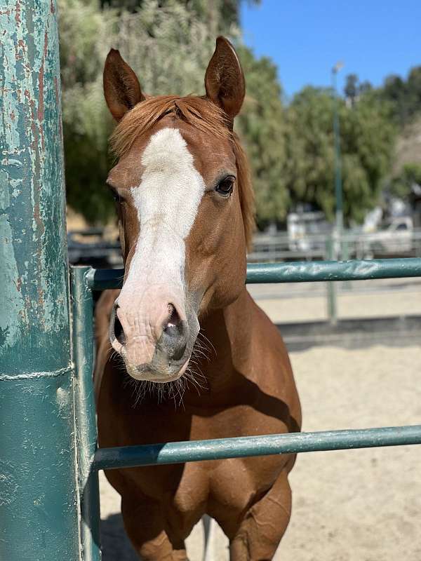 kid-safe-quarter-horse