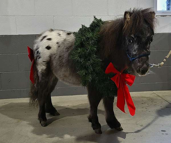 blue-roan-roan-miniature-colt