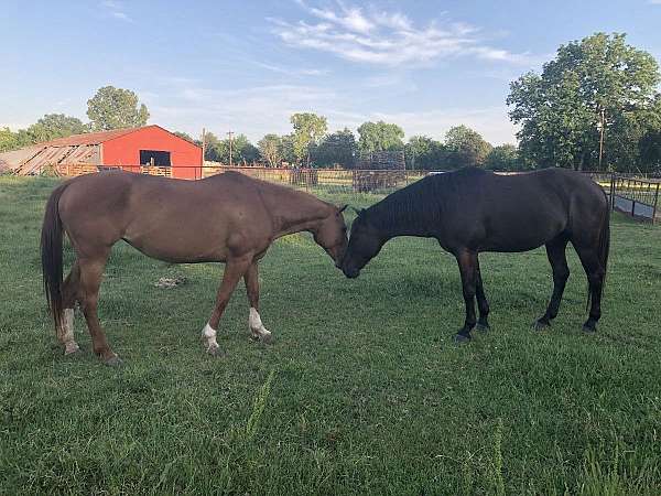 family-horse-babysitter-quarter-horse