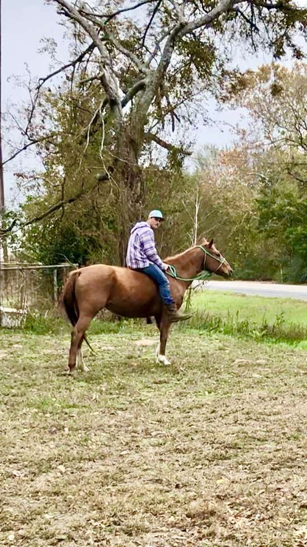 family-horse-babysitter-quarter-horse