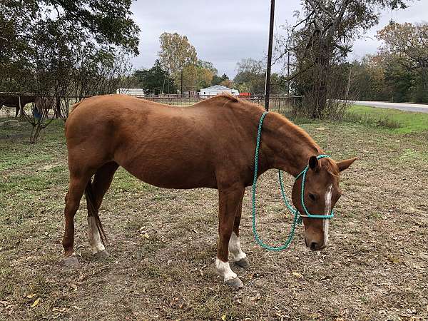 grandparents-horse-quarter