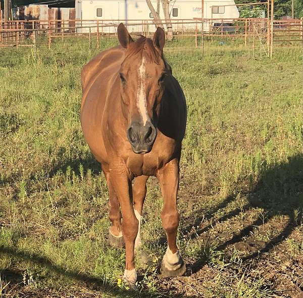 no-spooking-quarter-horse