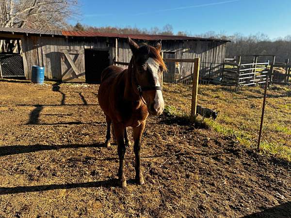 been-roped-off-of-welsh-pony