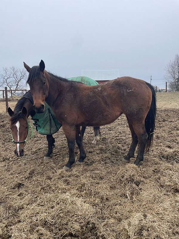 bay-quarter-horse-mare