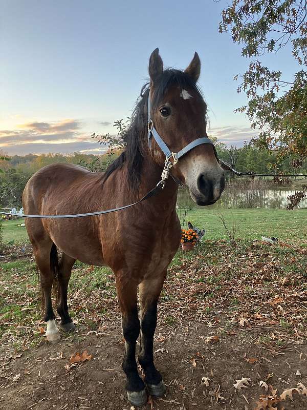 buck-mustang-pony