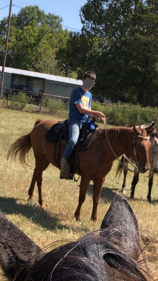 beginner-safe-kid-pony-quarter-horse