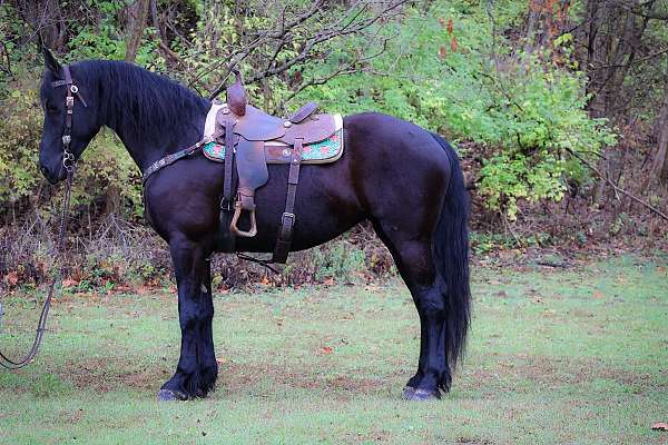 all-around-friesian-horse