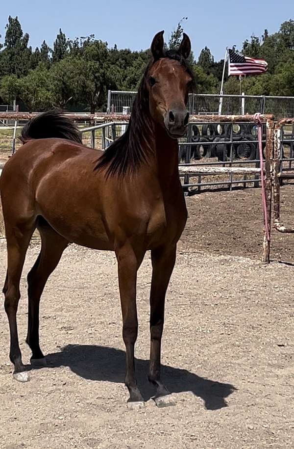 good-stride-arabian-horse