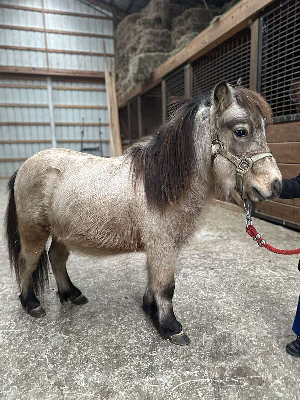 great-hooves-miniature-horse