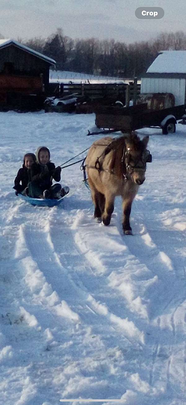 obedient-miniature-horse