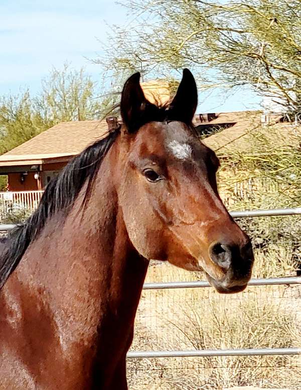 arabian-gelding