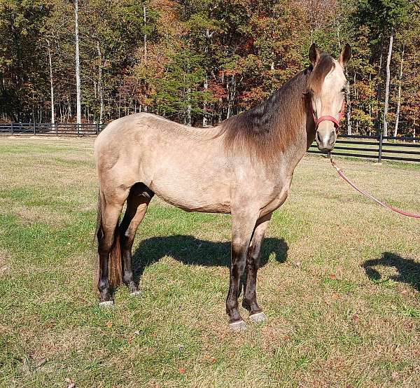 dappled-rocky-mountain-horse