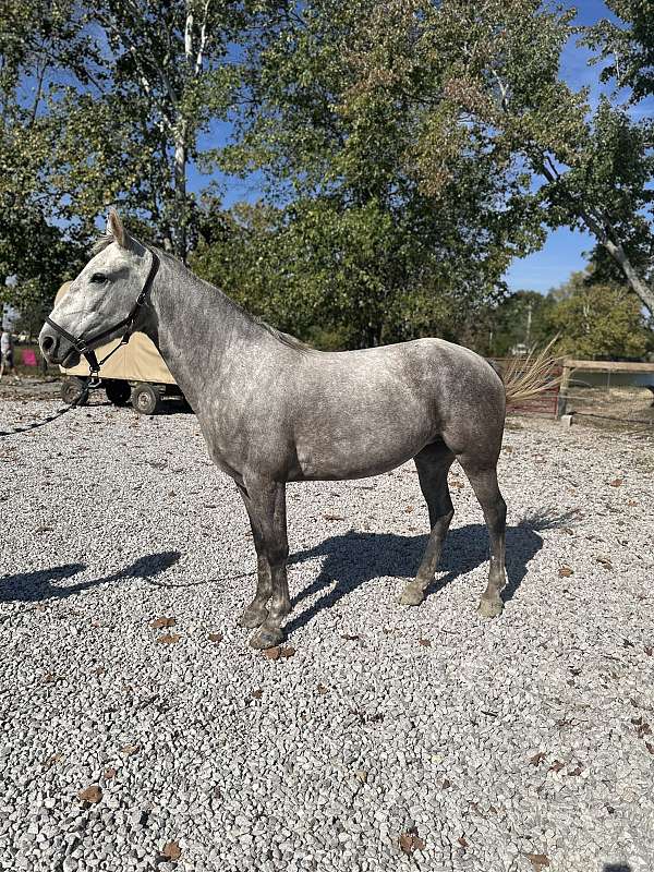 breeding-tennessee-walking-horse