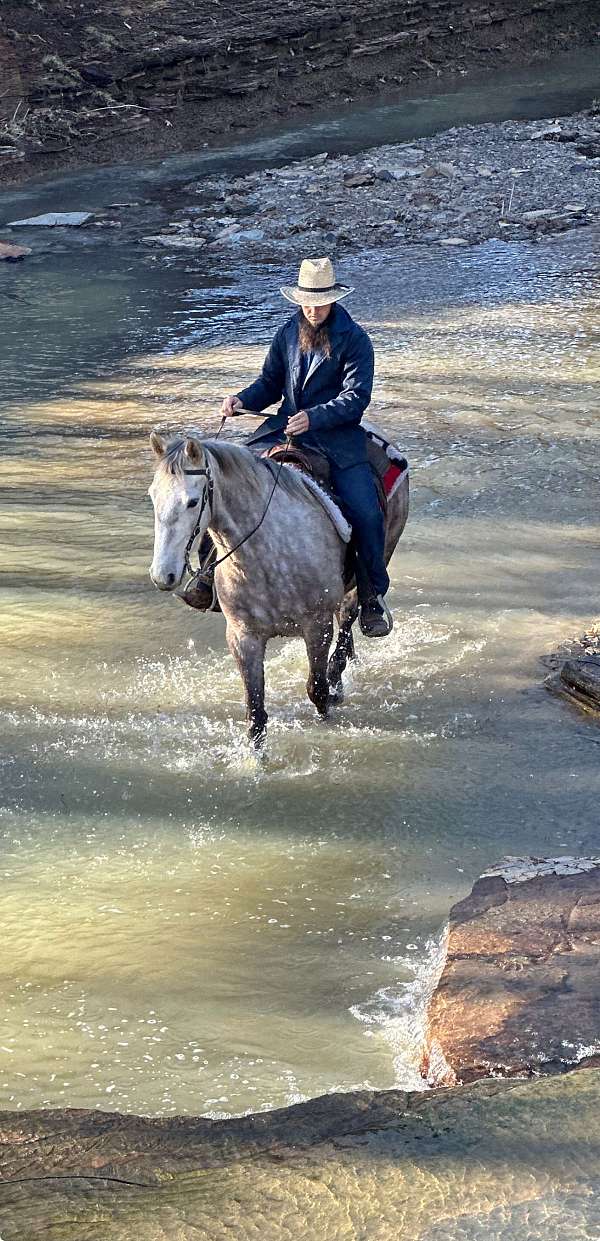 breeding-tennessee-walking-horse