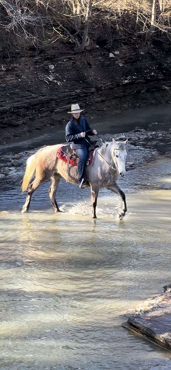 has-shoes-on-tennessee-walking-horse