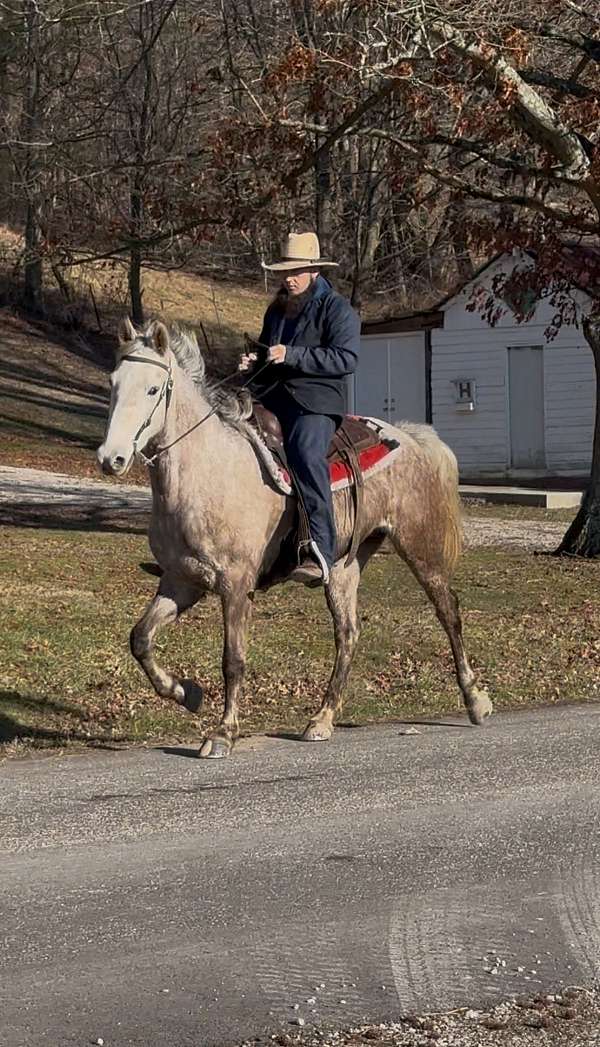 pretty-grey-tennessee-walking-horse