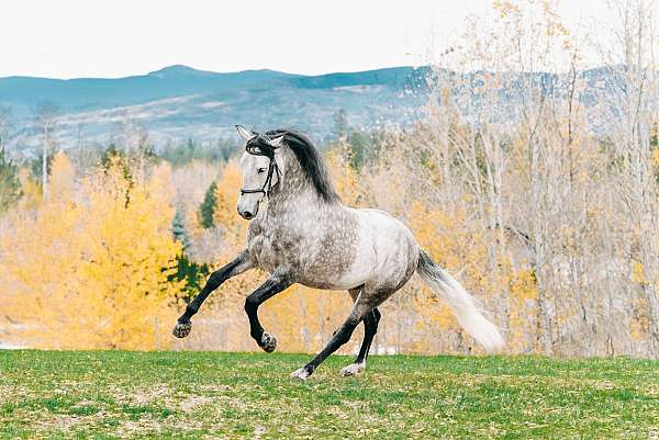 andalusian-horse-for-sale