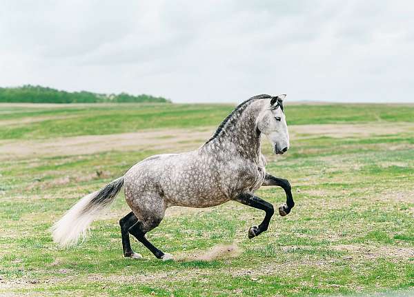 racing-andalusian-horse