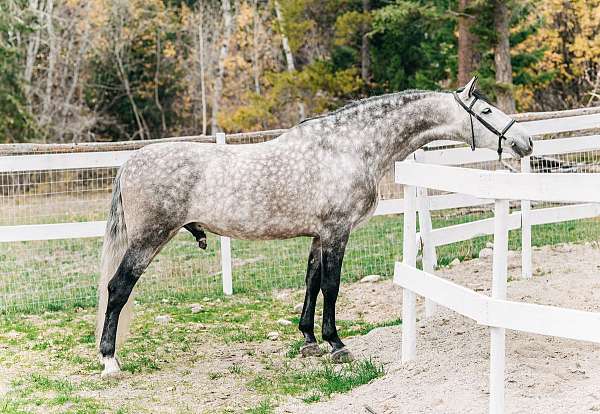 andalusian-stallion