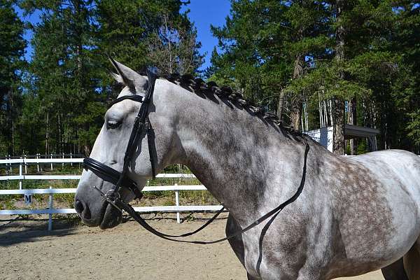 andalusian-horse