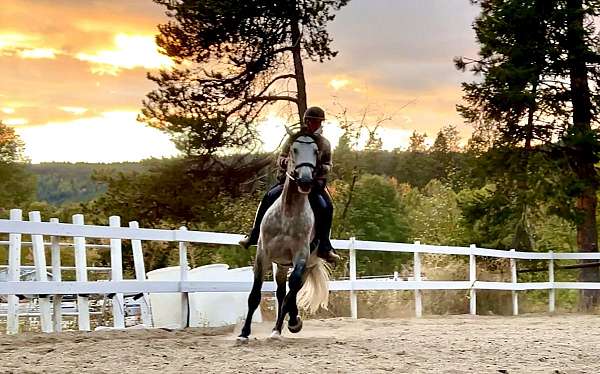 barrel-andalusian-horse