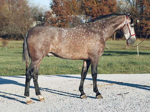 barrel-racing-andalusian-horse