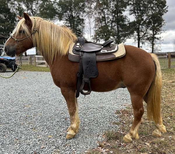 flaxen-mane-haflinger-horse