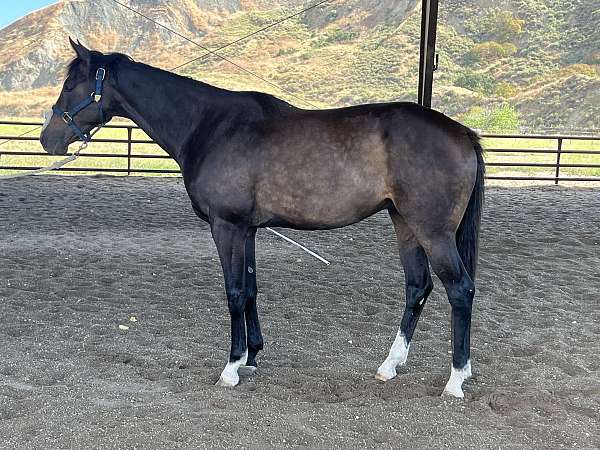 bay-thoroughbred-gelding